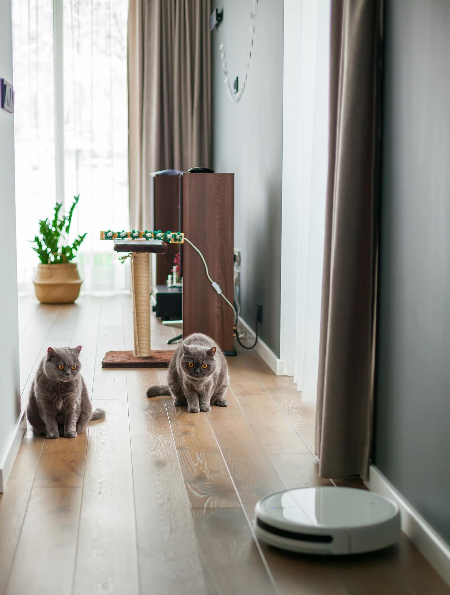 What to Do With Your Pet During a CleaningJ's Maids